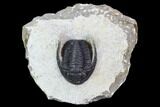 Bargain, Cornuproetus Trilobite Fossil - Morocco #105970-1